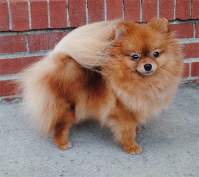 Fergie at 18mos