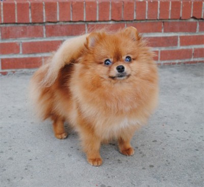 Fergie at 18mos