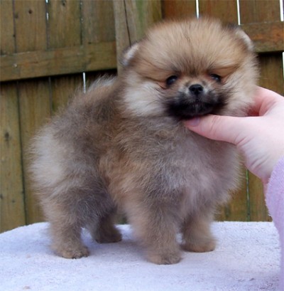 Gabby at 8 wks