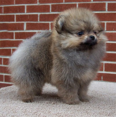 Max at 8 weeks old