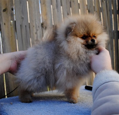 Polly at 15 wks old