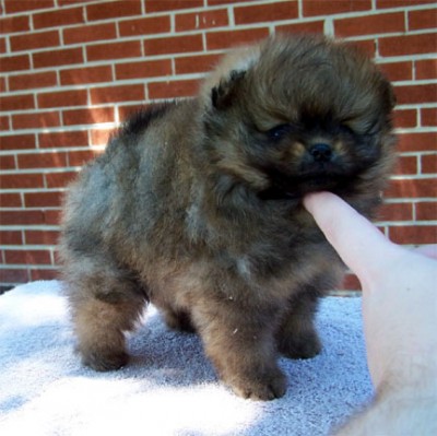 Priya at 6 wks old