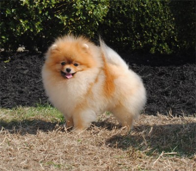 Riggs at 2 yrs old