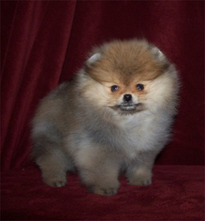 Sookie at 11 wks