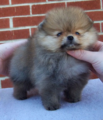 Sookie at 8 wks