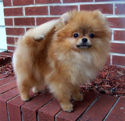 Sookie at 1 yr