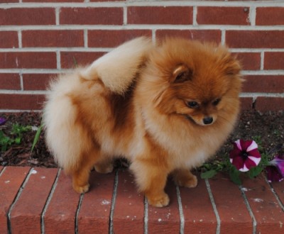 Fergie 2 yrs old
