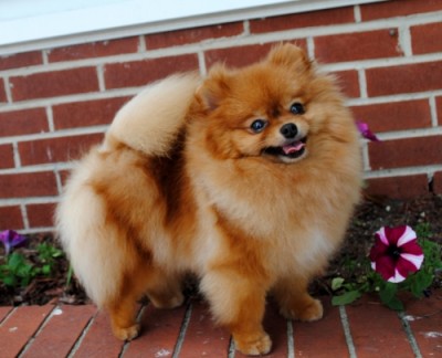Fergie 2 yrs old