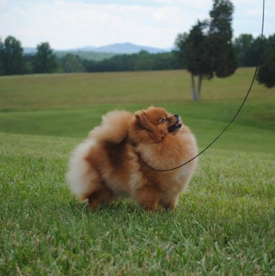 Fergie 2 yrs old