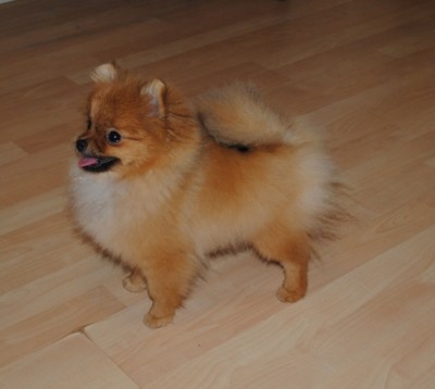 Sybil 5.5 mos
