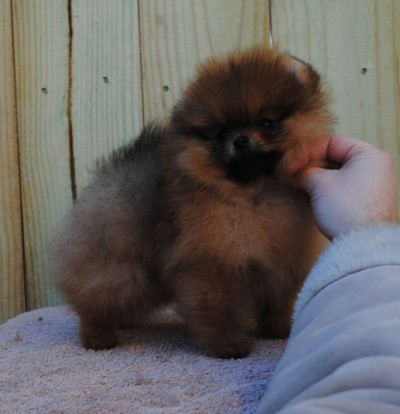 8 wks old