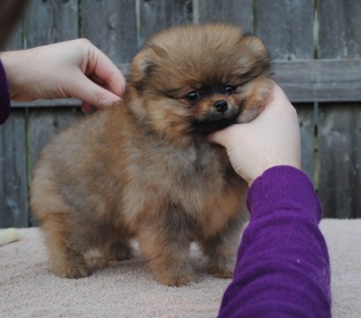 Sansa 8 wks old