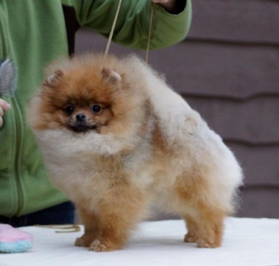 Sybil at 1 yr old