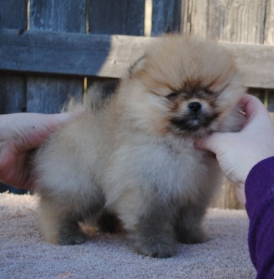 Dany at 7 wks old