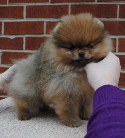 9 wks old