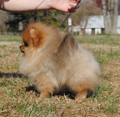 Jorah at 14 wks old