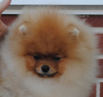 Viserys at 7mos old