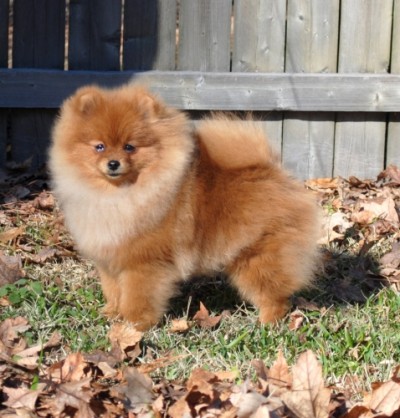 Tristan at 6mos old