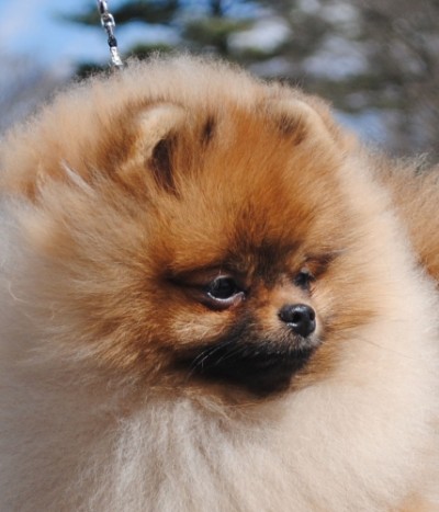 Snooki 8mos old