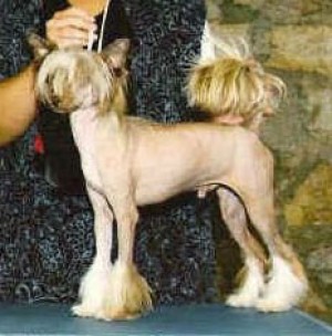 Hairicane Zion