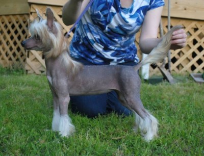 Pippa at 5mos old