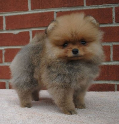 Mindy 9 wks