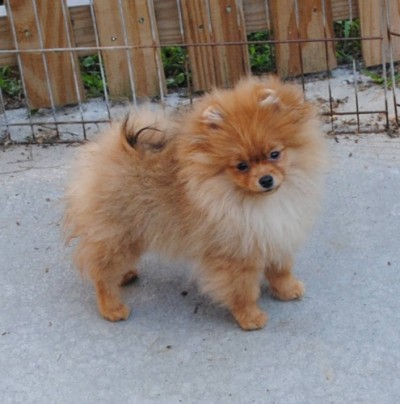 Marsha 4mos