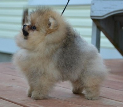 Lily 12 wks old