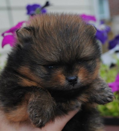 Drago 4.5 wks