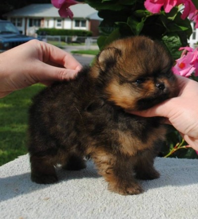 Drago 6wks
