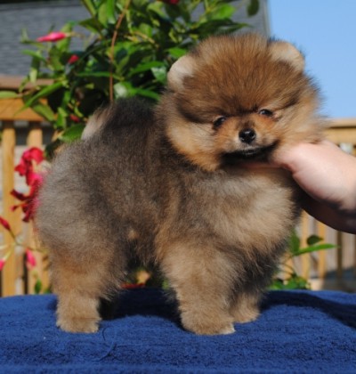 Inigo 8 wks