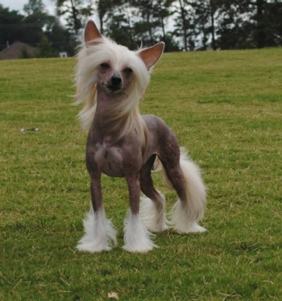 Pippa at 9mos old