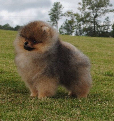 Inigo 14 wks