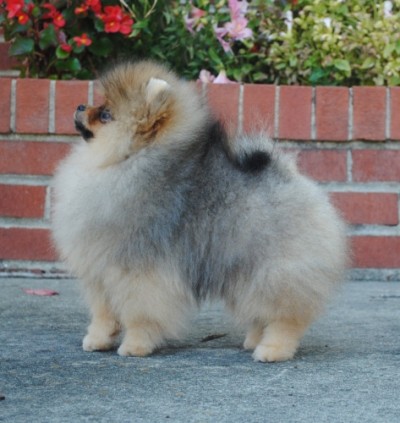Inigo 16 wks