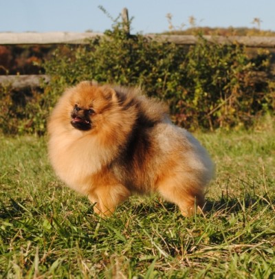 Snooki 15mos old