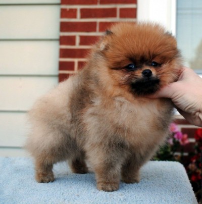 Selmy at 9 wks old