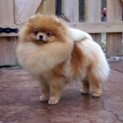 Mindy at 1 yr old
