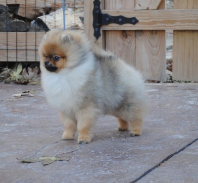 Drago at 6mos old