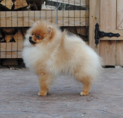 Selmy at 5mos old