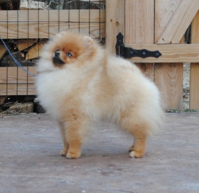 Selmy at 5mos old