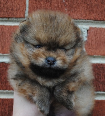 Priam at 5 wks old