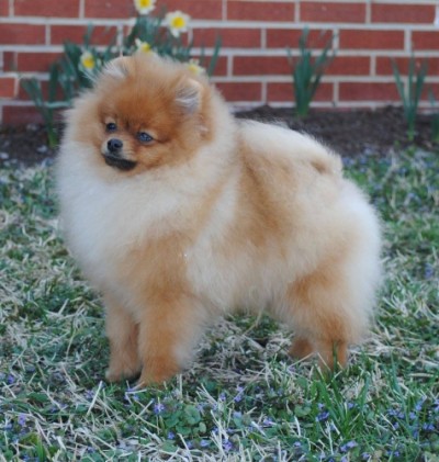 Selmy at 7mos old