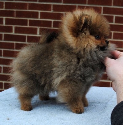 Siggy at 12 wks old