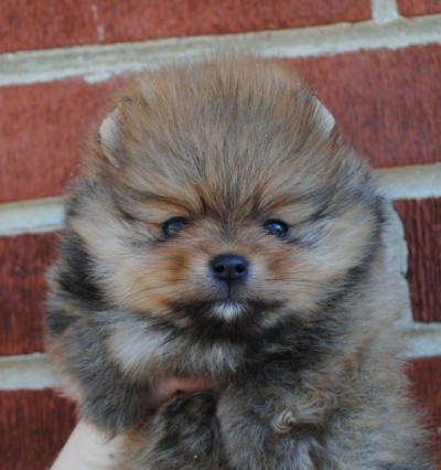Siggy at 6 wks