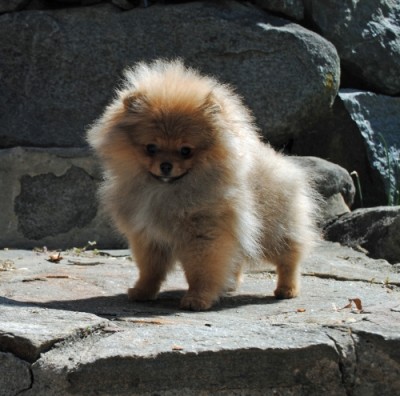 Siggy at 17wks old