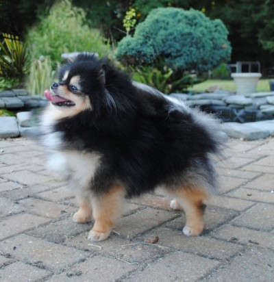 Tessy 19mos old