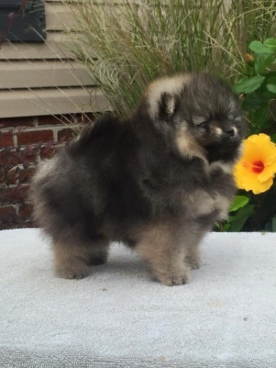Freya 7 wks old