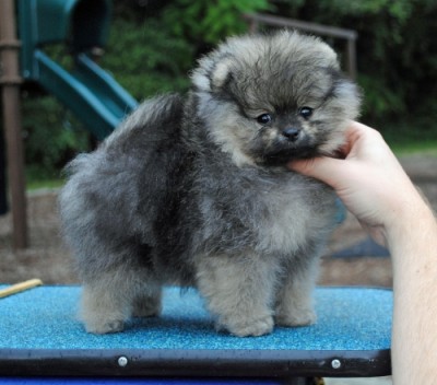 Freya 8 wks old