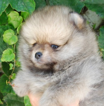Sierra at 6 wks old