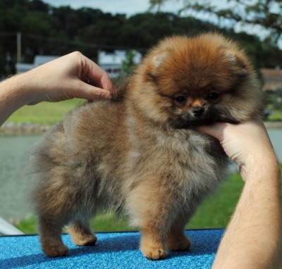 Leeza at 10 wks
